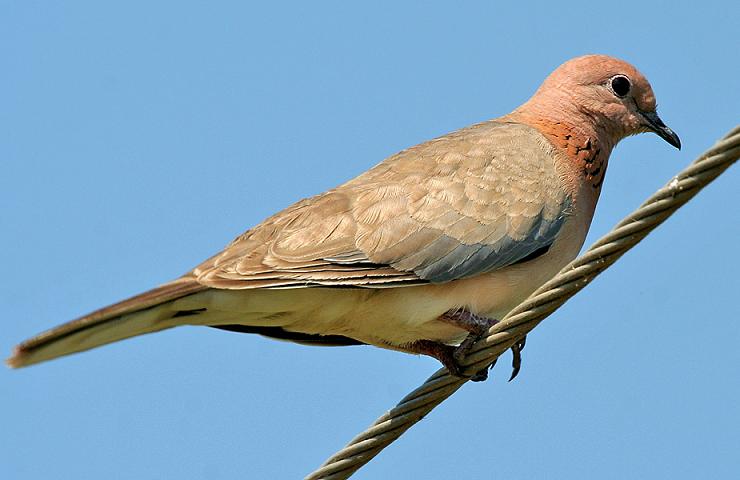 [تصویر: Laughing-Dove-Streptopelia-senegalensis-IMG-4422.jpg]