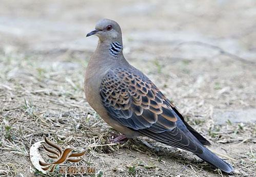 [تصویر: Oriental-Turtle-dove.jpg]